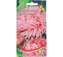 Астра хризантемовидная Дом Семян  Шиншилла 42140