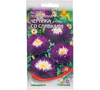 Астра помпонная Дом Семян Черника со сливками 42126