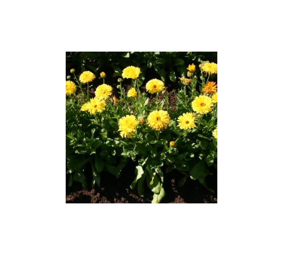 Календула Дом Семян Пацифик Бьюти Цитрон 46221 1