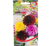 Георгина махровая Дом Семян Маленькая Леди 44216