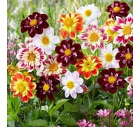 Георгина воротничковая Дом Семян Марсель 44218