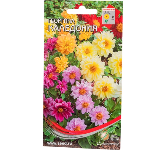 Георгина Дом Семян Каледония 44213
