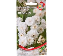 Тысячелистник птармика Дом Семян Невеста 52103