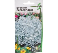 Цинерария Сильвер Даст 53062