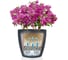 Кашпо LECHUZA Color Classico Complete 43x40 см, серое 13244 6