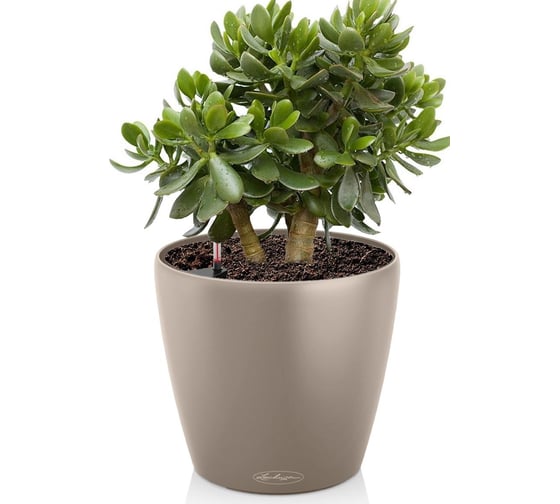 Кашпо Lechuza CLASSICO Color D19xH17 см, бежевое 13264