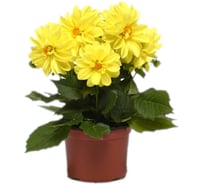 Гибридная георгина ELITE PLANT-BREEDING & SEED PRODUCTION Co. Фигаро Йеллоу Шейдз 250 шт ЭС 1910594