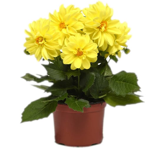 Гибридная георгина ELITE PLANT-BREEDING & SEED PRODUCTION Co. Фигаро Йеллоу Шейдз 250 шт ЭС 1910594