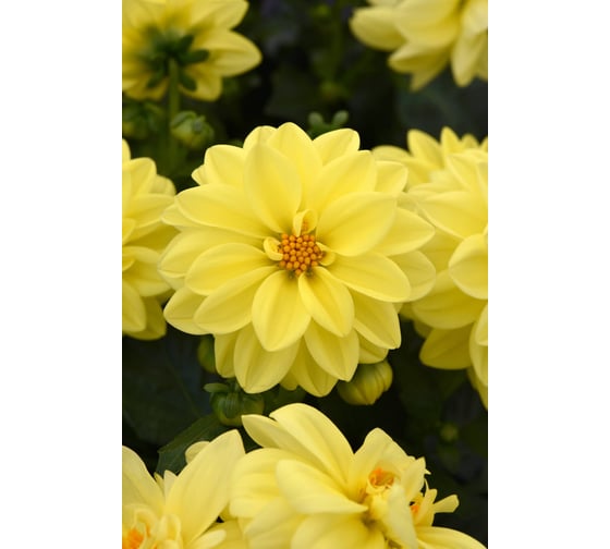 Гибридная георгина ELITE PLANT-BREEDING & SEED PRODUCTION Co. Фигаро Йеллоу Шейдз 250 шт ЭС 1910594