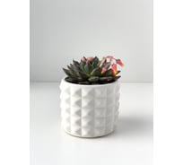 Кашпо для цветов VILLERMO КОЛЮЧКА MINI G_020