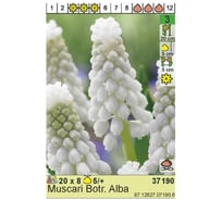 Луковица HBM Мускари Алба 5/+ белый, 8 шт. 37190