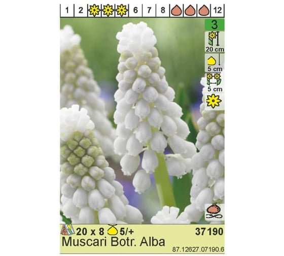 Луковица HBM Мускари Алба 5/+ белый, 8 шт. 37190