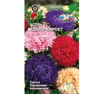 Семена СеДек Астра Колор карпет 00000013945