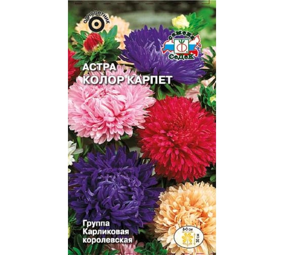 Семена СеДек Астра Колор карпет 00000013945 1