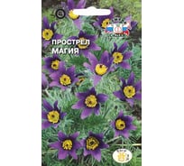 Семена СеДек Прострел Магия 00000013983