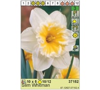 Луковица HBM Нарцисс Слим Виан 10/12 бело-оранжевый, 5 шт. 37152