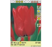 Луковица HBM Тюльпан Иль Де Франс 10/11 красный, 5 шт. 37126