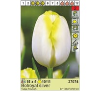 Луковица HBM Тюльпан Болрояль Силвер 10/11 белый, 5 шт. 37074