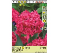 Луковица HBM Тюльпан Кингстон 10/11 розовый, 5 шт. 37076