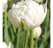 Луковица HBM Тюльпан Ап Вайт 10/11 белый, 5 шт. 37141