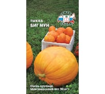 Семена СеДек тыква Биг Мун 00000016164