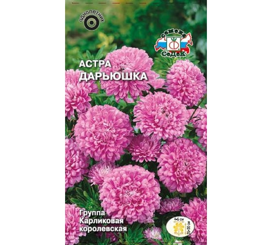 Семена СеДек Астра Дарьюшка 00000015712 1