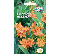 Семена СеДек Беламканда 00000015116