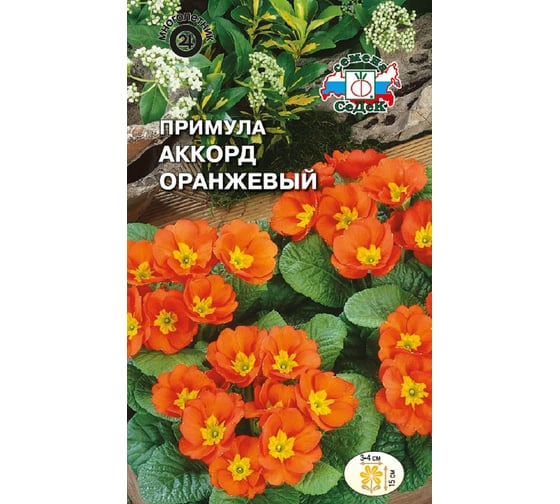 Семена СеДек Примула Аккорд оранжевый 00000015023 1