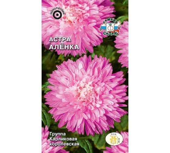 Семена СеДек Астра Алёнка 00000016482 1