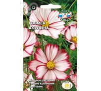 Семена СеДек Космея Акулина 00000014924