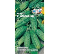 Семена СеДек Огурец Огородник 00000014247