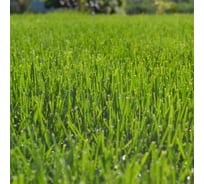 Семена газона Зеленый уголок Газон ЭКСПРЕСС 0,5 кг 22816