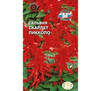 Семена СеДек Сальвия Скарлет Пикколо 00000015566