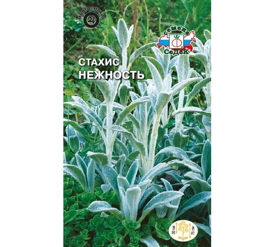 Семена СеДек Стахис Нежность 00000014499 1