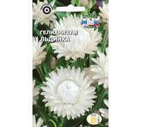 Семена СеДек Гелихризум Льдинка 00000014689