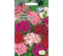 Семена СеДек Флокс Галактика 00000013815