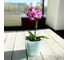 Горшок для цветов Ingreen London Orchid, 1,6 л, голубой перламутровый 249352 3
