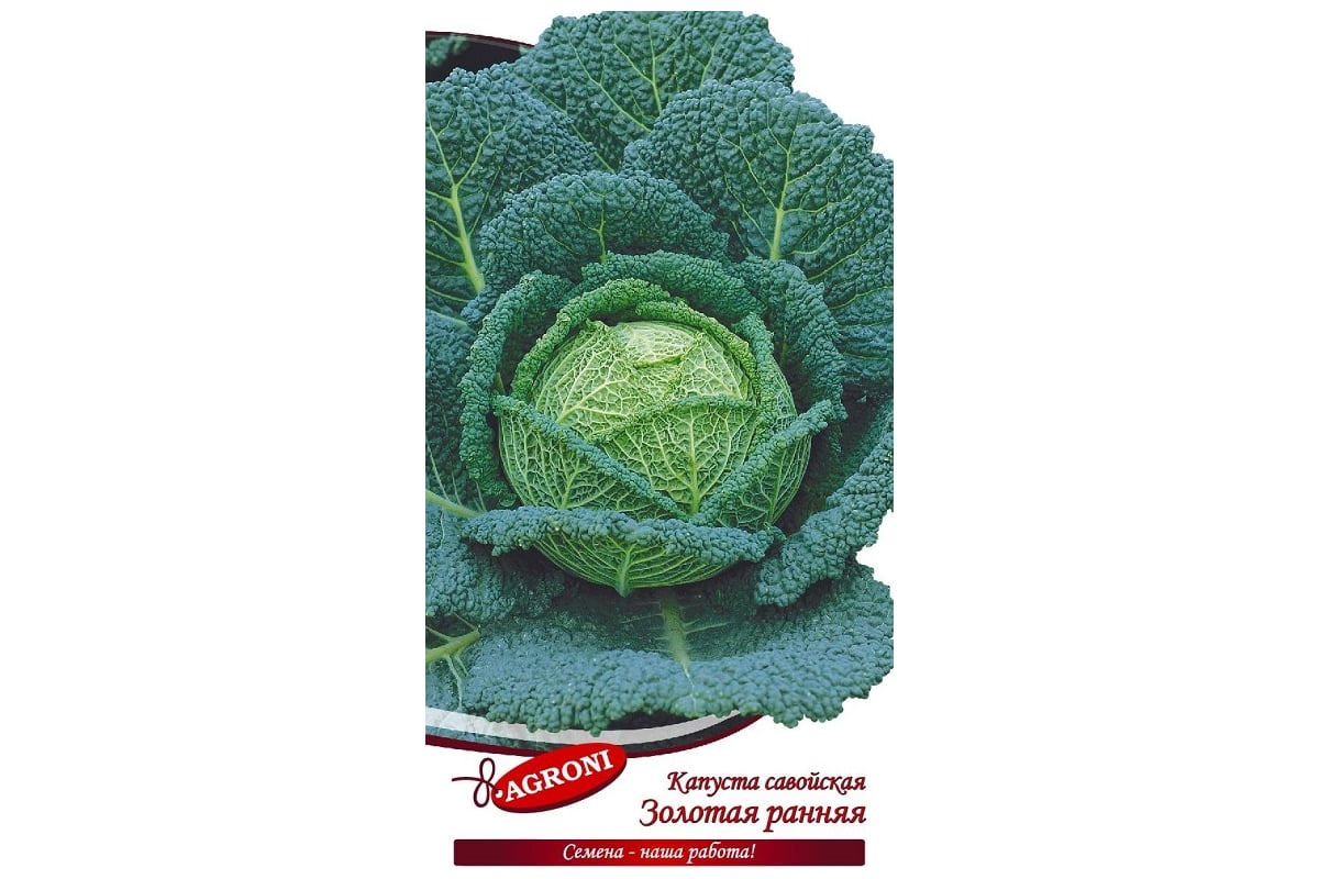 Семена Агрони Капуста савойская ЗОЛОТАЯ РАННЯЯ 3912 - выгодная цена ...