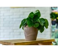 Фиалочница с поддоном 5Plast Венеция фраппе 5PL0378