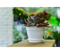 Фиалочница с поддоном 5Plast Антик белая 5PL0379