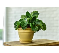 Фиалочница с поддоном 5Plast Антик кремовая 5PL0381