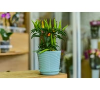 Фиалочница с поддоном 5Plast Верона мятная 5PL0389