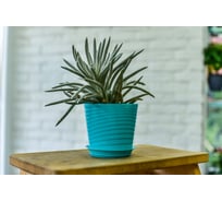 Фиалочница с поддоном 5Plast Верона бирюзовая 5PL0386