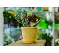 Фиалочница с поддоном 5Plast Венеция кремовая 5PL0375