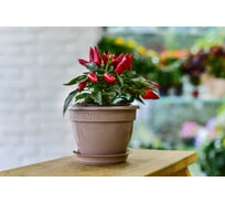 Фиалочница с поддоном 5Plast Антик фраппе 5PL0384