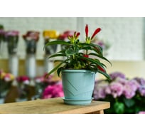 Фиалочница с поддоном 5Plast Венеция мятная 5PL0377