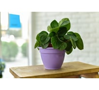 Фиалочница с поддоном 5Plast Антик лаванда 5PL0382