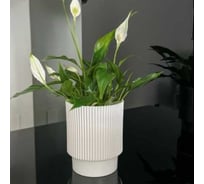 Кашпо ФлораПласт Elsa пластик, d15 см, h18 см, 3л золото 070866 70869