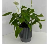 Кашпо ФлораПласт Elsa пластик, d15 см, h18 см, 3л серый 0 70867