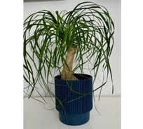 Кашпо ФлораПласт Elsa пластик, d13 см, h16 см, 2л синий 0 70864